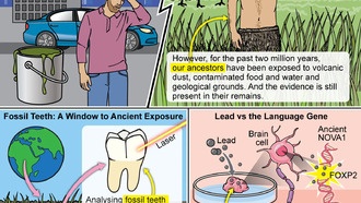 Свинец мог повлиять на эволюцию мозга человека и развитие речи