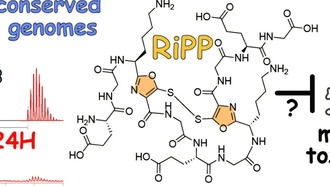 Студенты обнаружили в морских бактериях генный кластер, связывающий медь