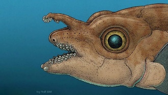 У рыбы обнаружены настоящие зубы, растущие на голове