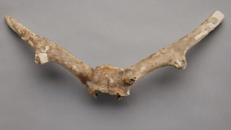 Разгадана 50-летняя тайна древнего «оленя из метро», найденного в Канаде