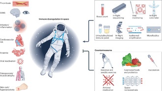 Астроиммунология: как космос влияет на иммунитет и что общего со старением