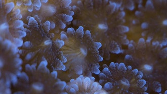 Средиземноморский коралл выживает в теплеющих водах благодаря двойной стратегии питания