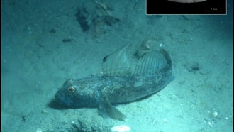 Окаменевшие ушные камни рыб рассказали об их жизни с точностью до часов