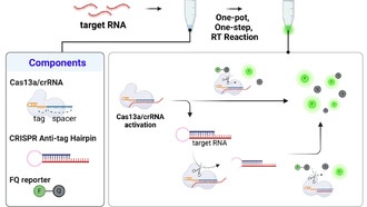 Разработан новый метод обнаружения РНК при комнатной температуре