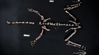 В Аргентине обнаружен один из древнейших динозавров в мире