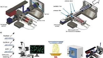 Новый метод визуализирует химические сигналы отдельных клеток