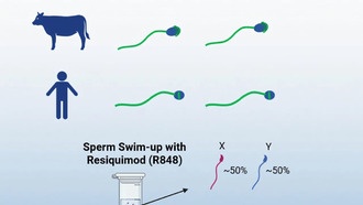 Учёные опровергли метод выбора пола потомства через активацию генов