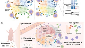 Ученые разработали новую стратегию иммунотерапии рака с «фальшивыми мишенями»