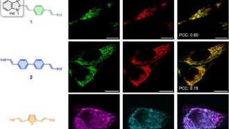 Новые флуоресцентные молекулы светятся ярче в воде, улучшая визуализацию клеток