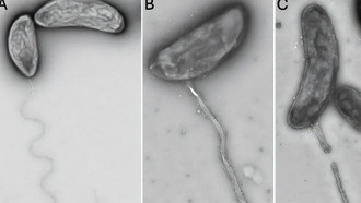 На Гавайях открыли новый вид бактерий, связывающих подземные воды с океаном