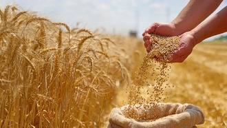 Открыт ген, способный утроить урожай пшеницы
