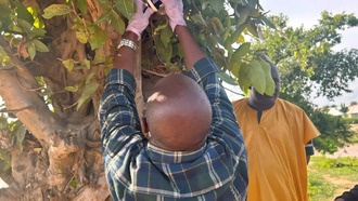 Невидимый яд: Ртуть из золотодобычи загрязняет урожай в Африке через воздух