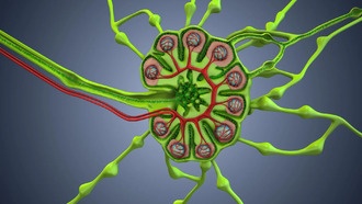 Удаление лимфоузлов при раке может снижать эффективность иммунотерапии