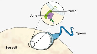 Ученые раскрыли механизм сверхпрочной связи между яйцеклеткой и сперматозоидом