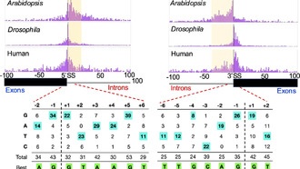 Расшифрован генетический код, показывающий, как мутации нарушают работу мРНК и вызывают болезни