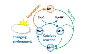 Ученые раскрыли уникальную способность марганца в производстве кислорода