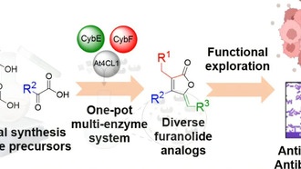 Фуранолиды: новая ферментная система для создания лекарств от рака и инфекций