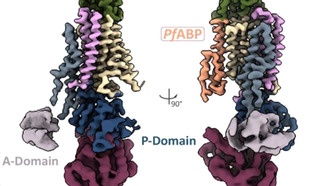 Учёные раскрыли структуру ключевого белка малярийного паразита