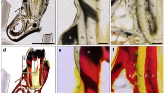 Новый метод окрашивания позволяет визуализировать древние белки в окаменелостях