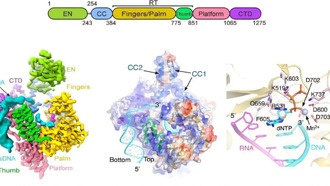 Ученые раскрыли механизм работы «прыгающего гена» в ДНК человека
