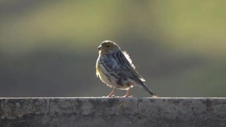 Самки канареек сохраняют способность петь всю жизнь