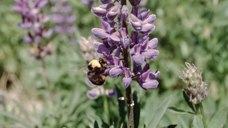Исчезновение редкого шмеля началось задолго до влияния человека