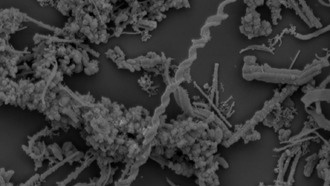 Микробы гидротермальных источников Красного моря показывают, как жизнь и геология формируют друг друга