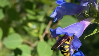 Изменение климата нарушает синхронность цветов и опылителей на горе Пайкс-Пик