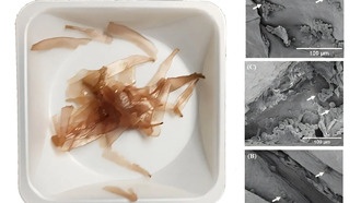 Водоросли стали основой для экологичных каркасов для выращивания тканей