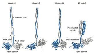 Неожиданная структура моторного белка может указать на новые стратегии борьбы с болезнями