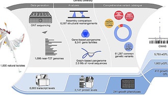Структурные варианты генов играют ключевую роль в формировании признаков дрожжей