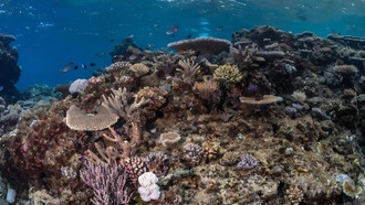 Коралловые рифы Фиджи восстановились после мощного циклона