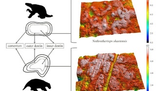 Исследование зубов гигантских ленивцев раскрыло их уникальную роль в экосистеме