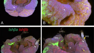 Ученые выяснили, как лосось «видит» время для миграции
