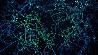 Как изменение климата влияет на симбиоз растений и грибов