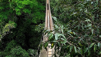 Животные Амазонки используют туристические мосты для передвижения по лесу