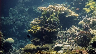 Некоторые виды кораллов могут пережить изменения климата