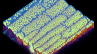 Растения решили сложную математическую задачу об оптимальной упаковке