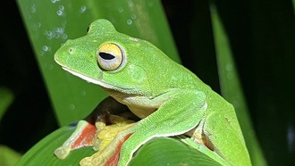 Темпы вымирания видов замедлились, показало исследование