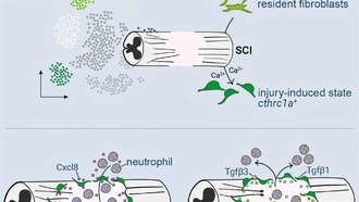 Ученые раскрыли механизм регенерации спинного мозга у рыбок данио