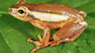 Африканские лягушки помогут в сохранении исчезающих видов