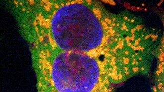 Новая технология редактирования генов на основе ретронов исправляет крупные участки ДНК