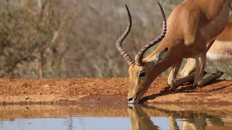 Исследование зубов древних антилоп меняет представления о среде обитания ранних людей