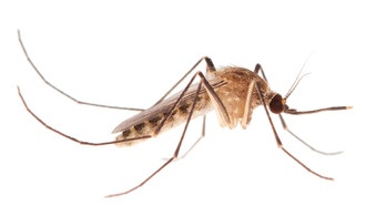 Происхождение кусающих людей комаров оказалось древнее, чем считалось