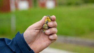 Теплые весны в Скандинавии удвоили заболеваемость птичьей малярией