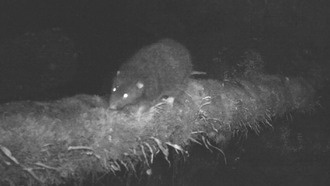 В горах Папуа после 30 лет поисков нашли гигантскую крысу