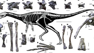 Обнаружен ранний эксперимент эволюции динозавров