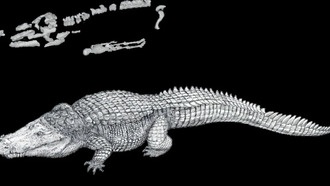 Изменение постановки конечностей помогло древним рептилиям увеличиться в размерах