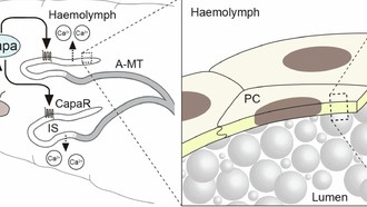 Ученые открыли эндокринную систему контроля кальция у насекомых без костей
