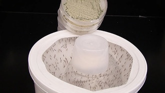 Гриб с цветочным ароматом заманивает комаров на смерть